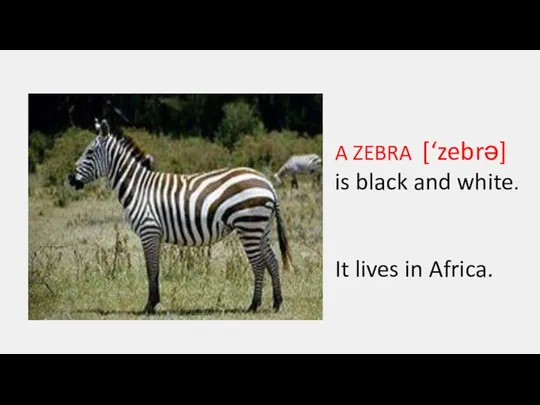 A ZEBRA [‘zebrə] is black and white. It lives in Africa.
