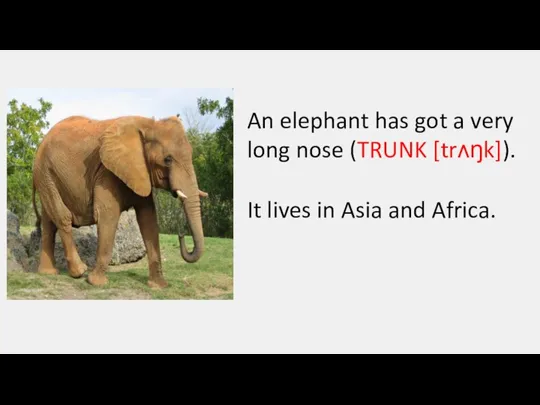 An elephant has got a very long nose (TRUNK [trʌŋk]). It lives in Asia and Africa.