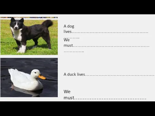 A dog lives…………………………………………………….. We must……………………………………………………….. A duck lives………………………………………………………. We must………………………………………………..