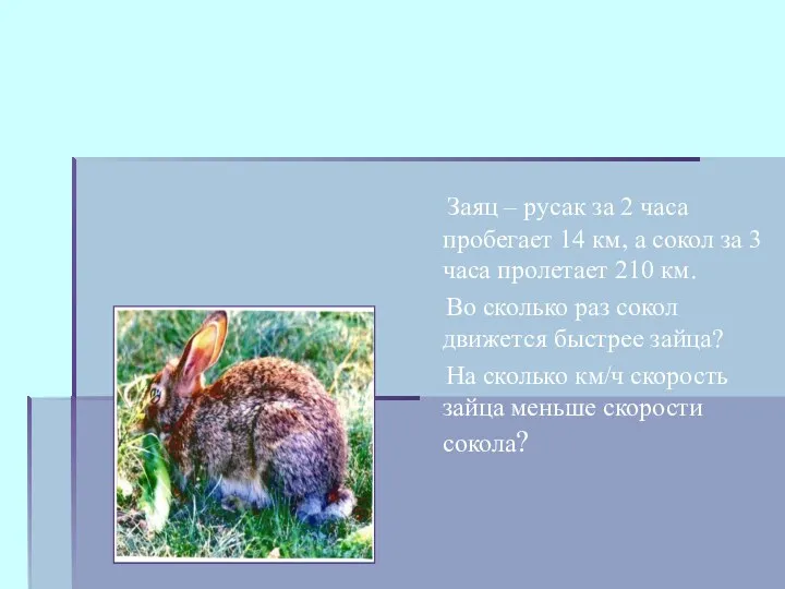 Заяц – русак за 2 часа пробегает 14 км, а