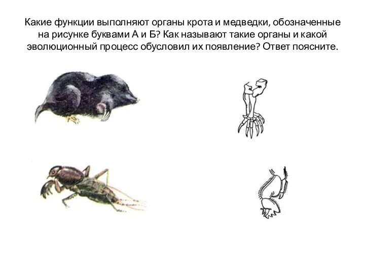 Какие функции выполняют органы крота и медведки, обозначенные на рисунке