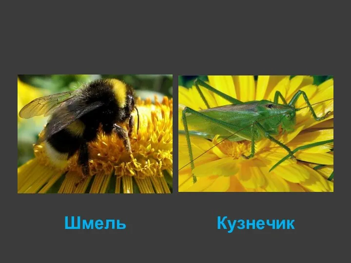 Шмель Кузнечик