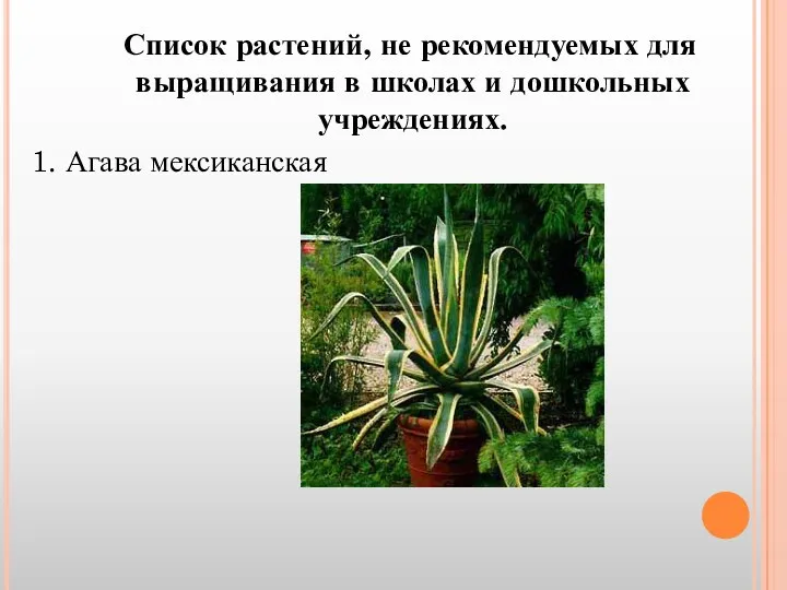 Список растений, не рекомендуемых для выращивания в школах и дошкольных учреждениях. 1. Агава мексиканская