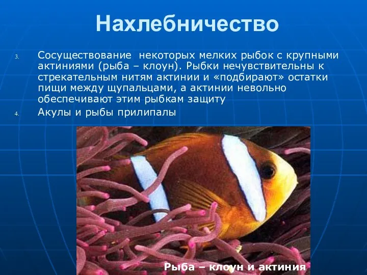 Нахлебничество Сосуществование некоторых мелких рыбок с крупными актиниями (рыба – клоун). Рыбки нечувствительны