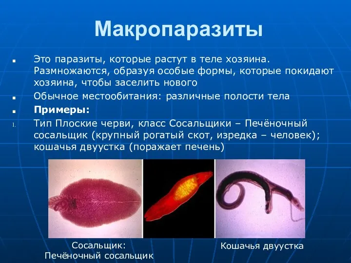 Макропаразиты Это паразиты, которые растут в теле хозяина. Размножаются, образуя особые формы, которые