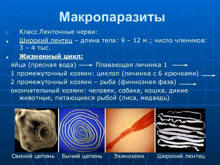 Макропаразиты Класс Ленточные черви: Широкий лентец – длина тела: 9 – 12 м.;