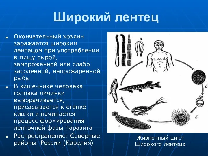 Широкий лентец Окончательный хозяин заражается широким лентецом при употреблении в