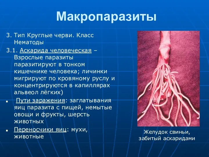 Макропаразиты 3. Тип Круглые черви. Класс Нематоды 3.1. Аскарида человеческая – Взрослые паразиты