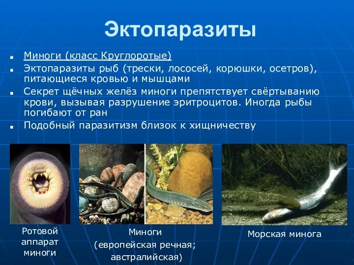 Эктопаразиты Миноги (класс Круглоротые) Эктопаразиты рыб (трески, лососей, корюшки, осетров), питающиеся кровью и