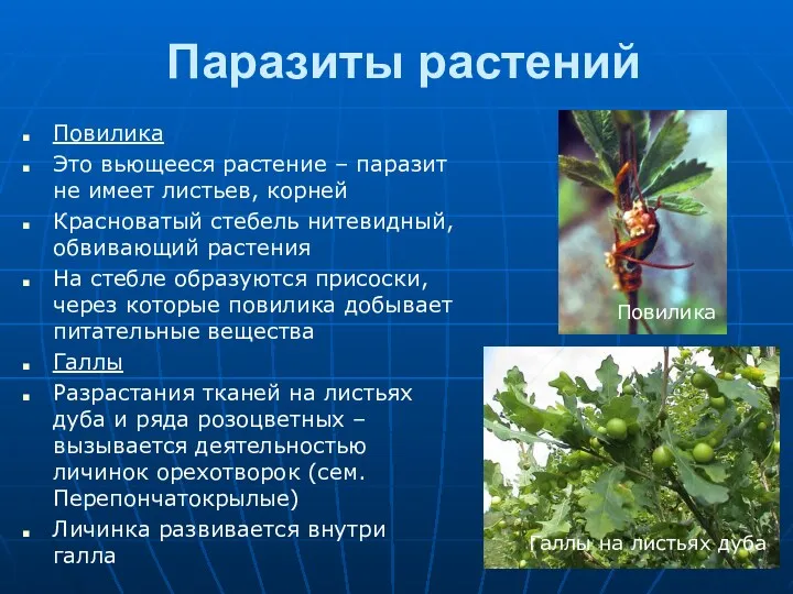 Паразиты растений Повилика Это вьющееся растение – паразит не имеет листьев, корней Красноватый