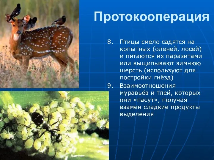 Протокооперация 8. Птицы смело садятся на копытных (оленей, лосей) и питаются их паразитами