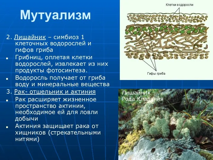 Мутуализм 2. Лишайник – симбиоз 1 клеточных водорослей и гифов гриба Грибниц, оплетая