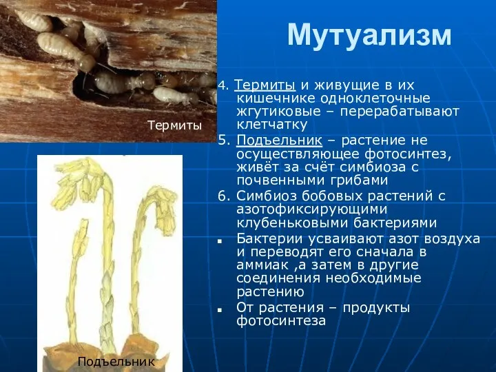 Мутуализм 4. Термиты и живущие в их кишечнике одноклеточные жгутиковые – перерабатывают клетчатку