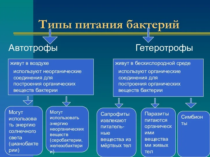 Типы питания бактерий Автотрофы Гетеротрофы живут в воздухе живут в