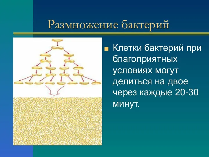 Размножение бактерий Клетки бактерий при благоприятных условиях могут делиться на двое через каждые 20-30 минут.