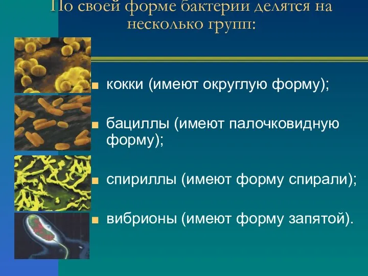 По своей форме бактерии делятся на несколько групп: кокки (имеют