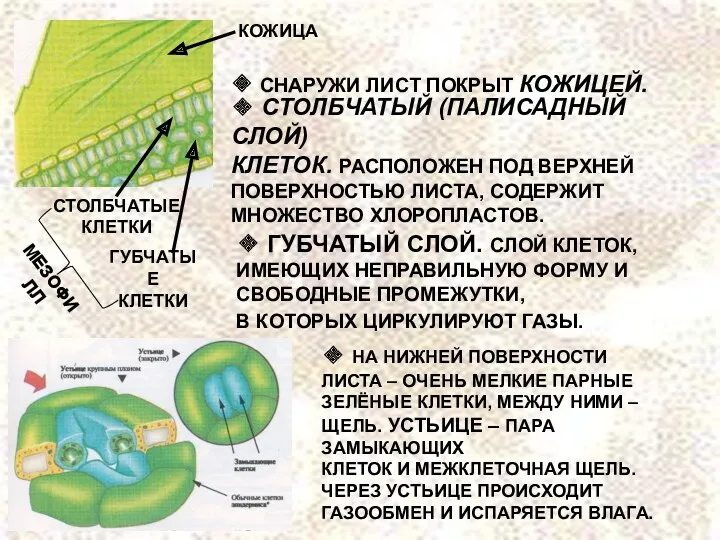 ❖ СТОЛБЧАТЫЙ (ПАЛИСАДНЫЙ СЛОЙ) КЛЕТОК. РАСПОЛОЖЕН ПОД ВЕРХНЕЙ ПОВЕРХНОСТЬЮ ЛИСТА,