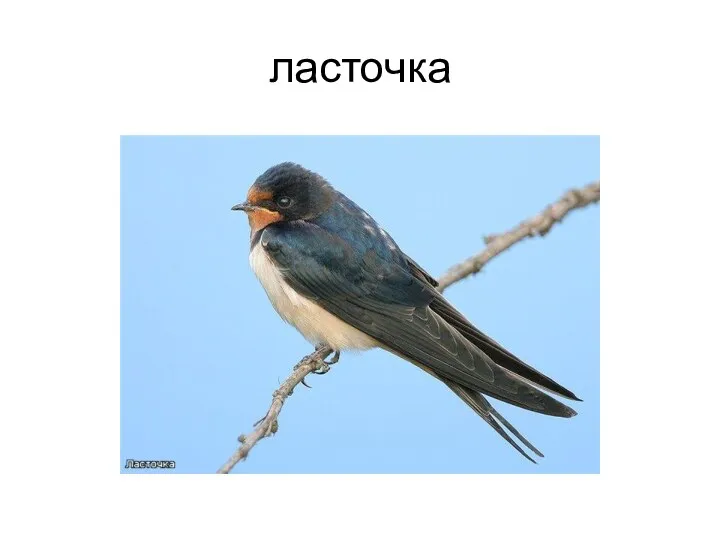 ласточка