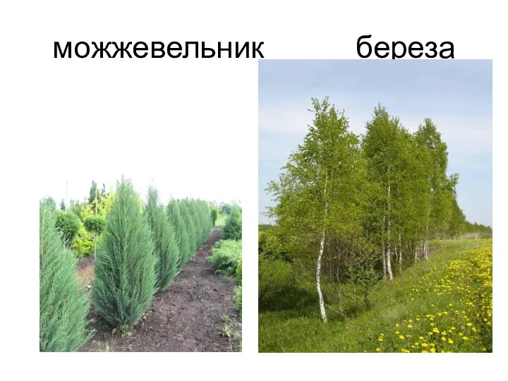 можжевельник береза