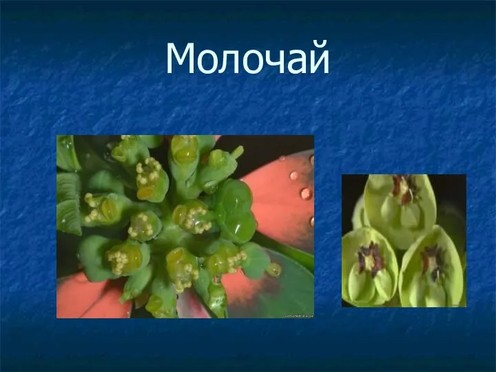 Молочай