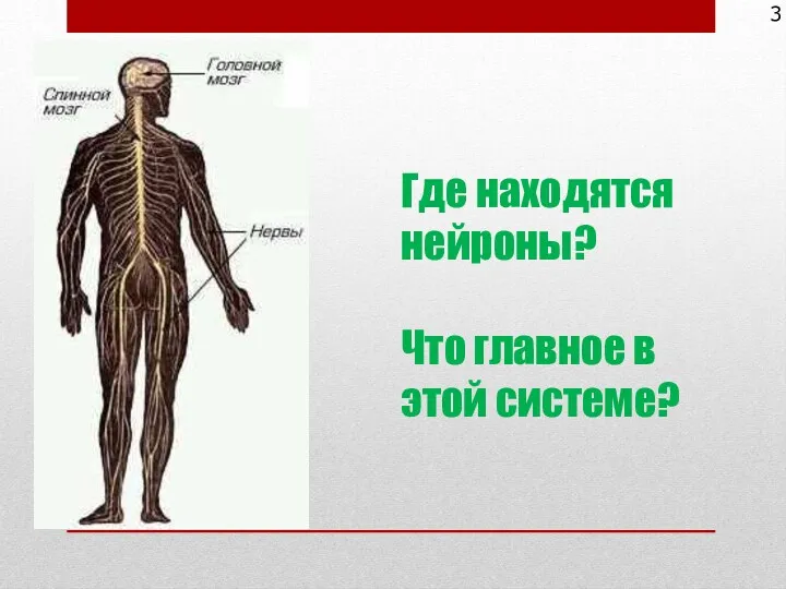 Где находятся нейроны? Что главное в этой системе? 3