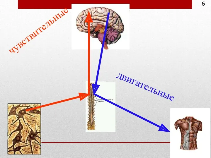 чувствительные двигательные 6