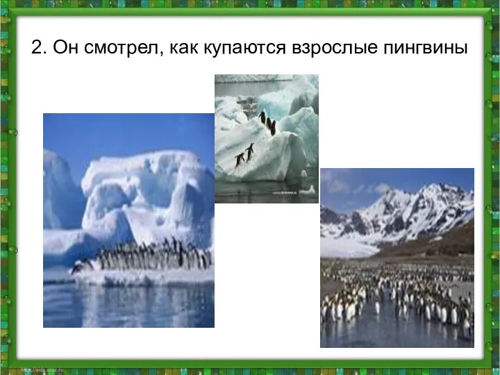 2. Он смотрел, как купаются взрослые пингвины