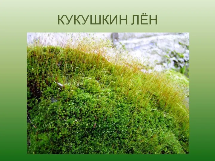 КУКУШКИН ЛЁН