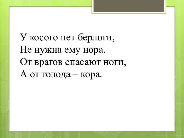 У косого нет берлоги, Не нужна ему нора. От врагов