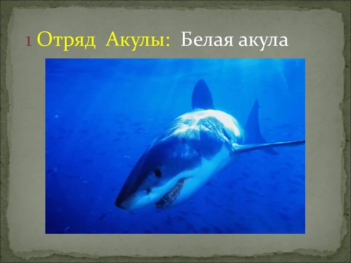 1 Отряд Акулы: Белая акула