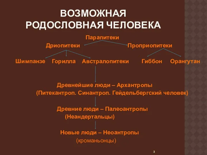 Возможная родословная человека Парапитеки Дриопитеки Проприопитеки Шимпанзе Горилла Австралопитеки Гиббон