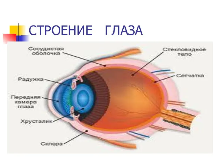 СТРОЕНИЕ ГЛАЗА