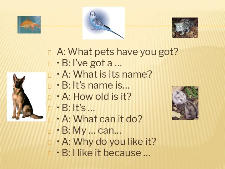 A: What pets have you got? • B: I’ve got