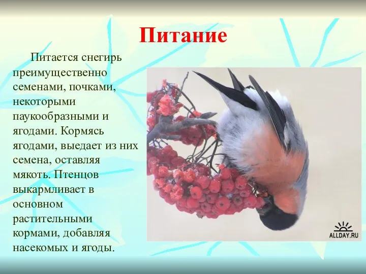 Питание Питается снегирь преимущественно семенами, почками, некоторыми паукообразными и ягодами.