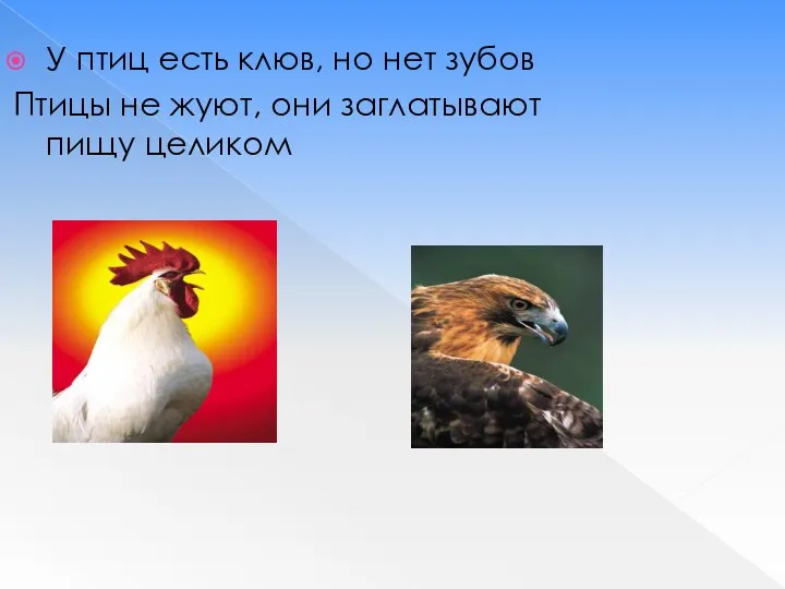 У птиц есть клюв, но нет зубов Птицы не жуют, они заглатывают пищу целиком