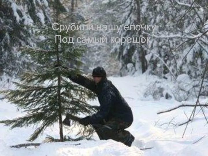 Срубили нашу елочку Под самый корешок.