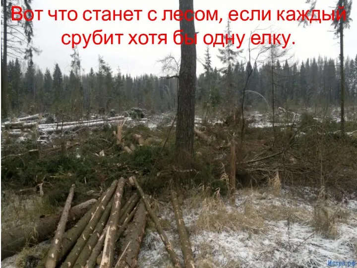 Вот что станет с лесом, если каждый срубит хотя бы одну елку.