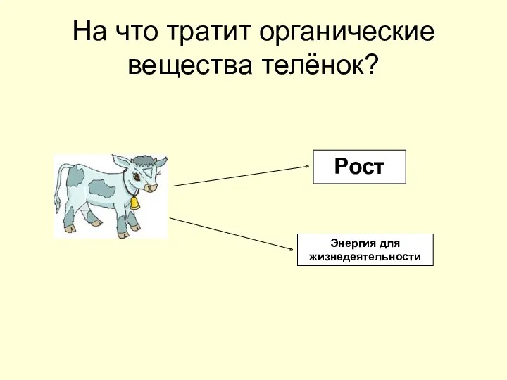 На что тратит органические вещества телёнок? Рост Энергия для жизнедеятельности