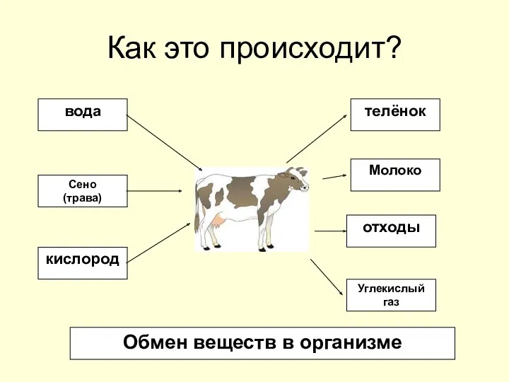 Как это происходит? вода Сено (трава) кислород телёнок Молоко отходы Углекислый газ Обмен веществ в организме