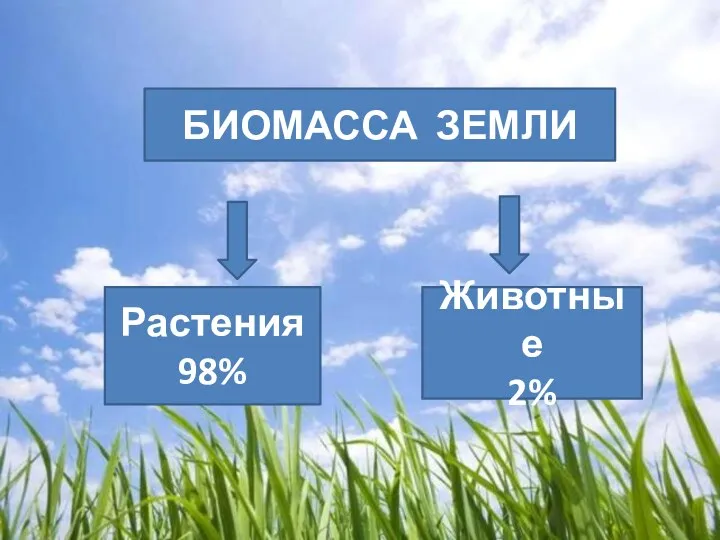 БИОМАССА ЗЕМЛИ Растения 98% Животные 2%