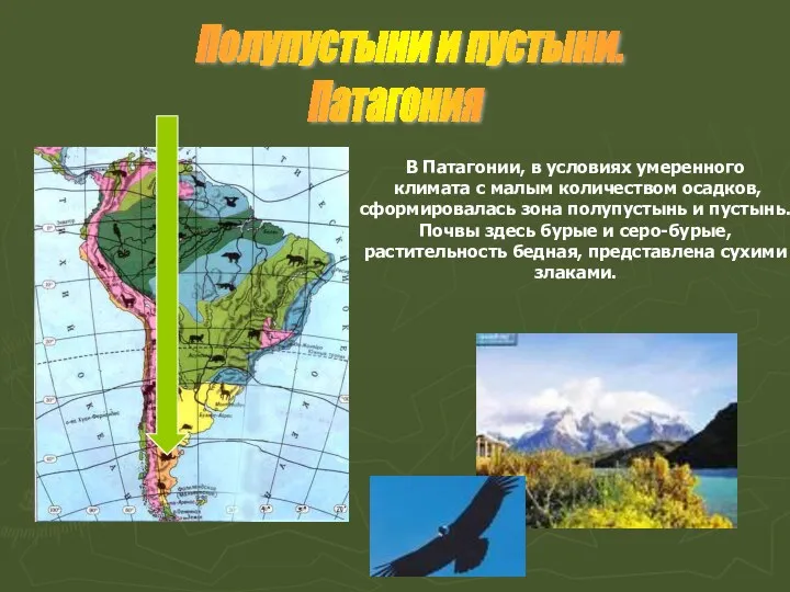 В Патагонии, в условиях умеренного климата с малым количеством осадков,