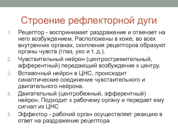 Строение рефлекторной дуги Рецептор - воспринимает раздражение и отвечает на него возбуждением. Расположены