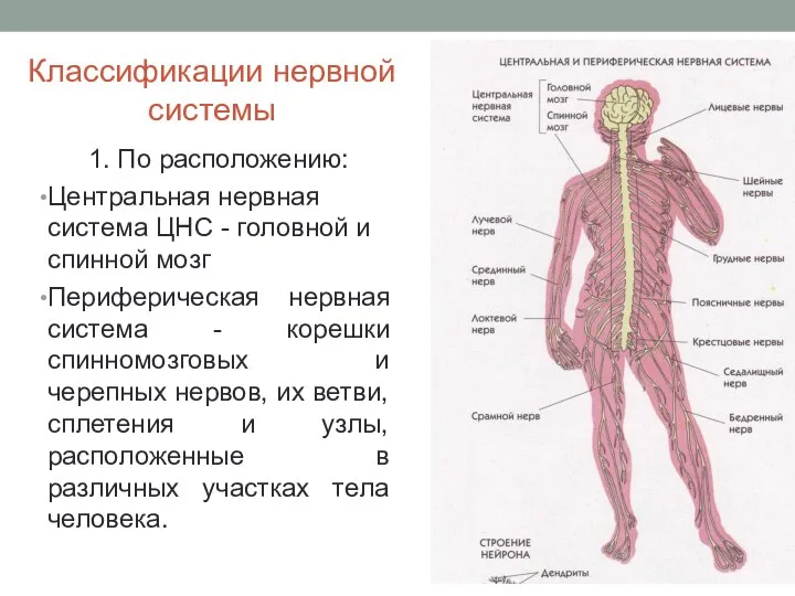 Классификации нервной системы 1. По расположению: Центральная нервная система ЦНС - головной и
