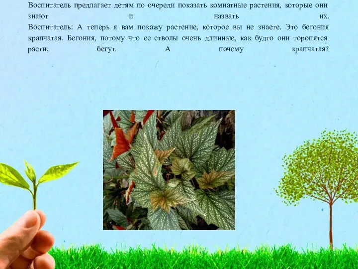 Воспитатель предлагает детям по очереди показать комнатные растения, которые они