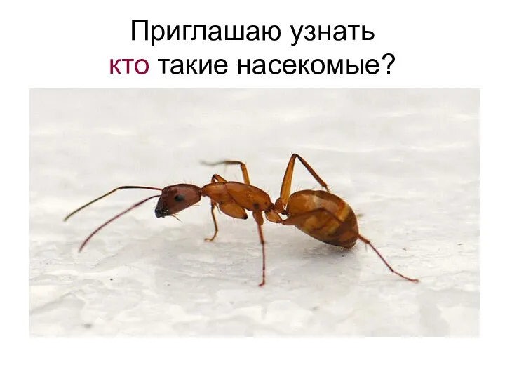 Приглашаю узнать кто такие насекомые?