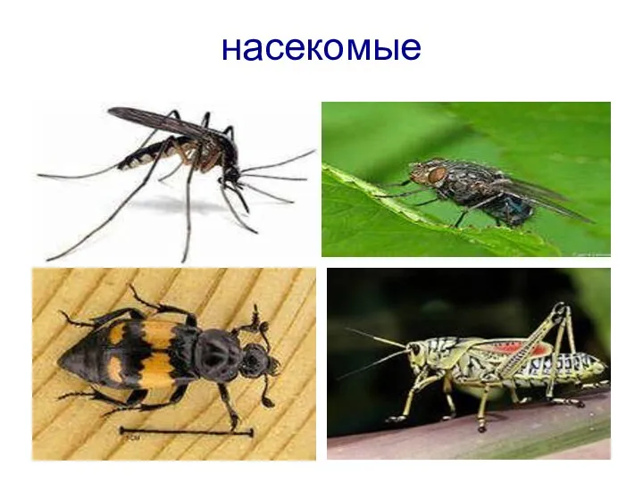 насекомые