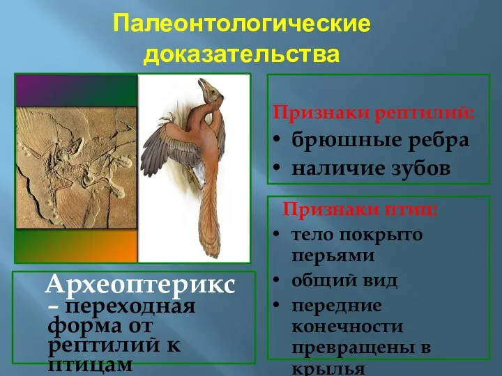 Палеонтологические доказательства Археоптерикс – переходная форма от рептилий к птицам