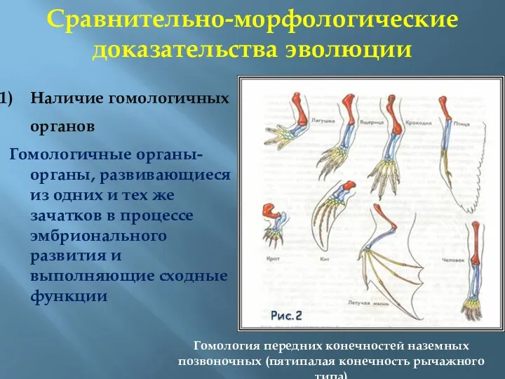 Наличие гомологичных органов Гомологичные органы- органы, развивающиеся из одних и