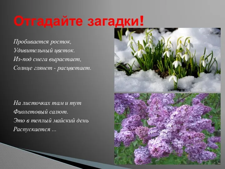 Пробивается росток, Удивительный цветок. Из-под снега вырастает, Солнце глянет - расцветает. На листочках