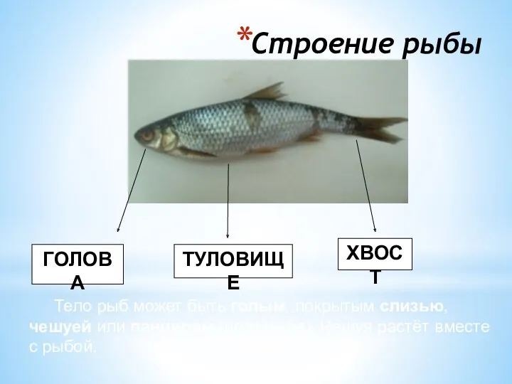 Строение рыбы Тело рыб может быть голым, покрытым слизью, чешуей